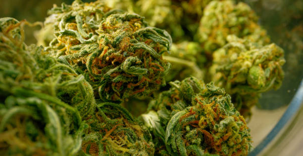 Dispensary in Denver Colorado Where You Can See Marijuana Growing?